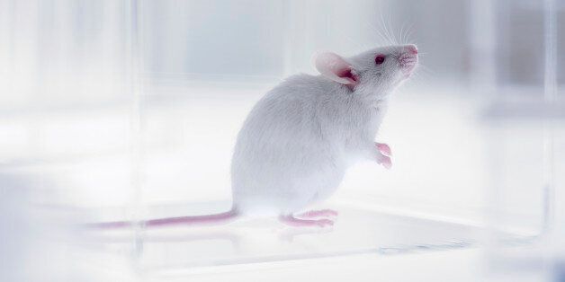 Mouse looking up in laboratory