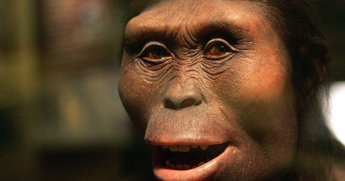 Who is Lucy the Australopithecus? Google Doodle Celebrates 41st ...