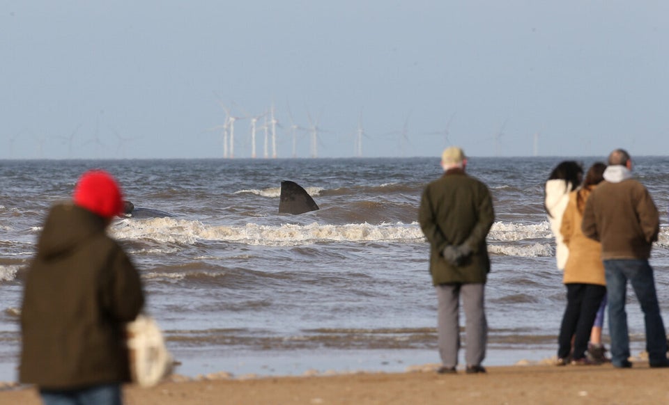 Beached whales