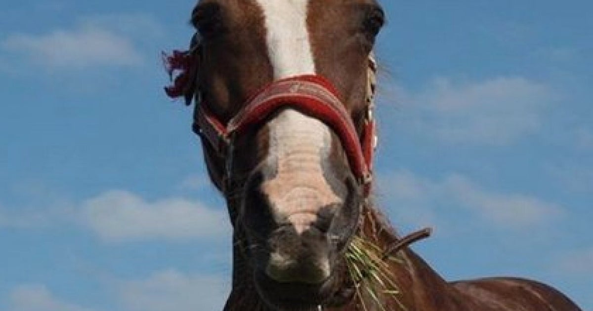 Aberdeenshire Horse Attack Sees Animal Die After Being Stabbed And