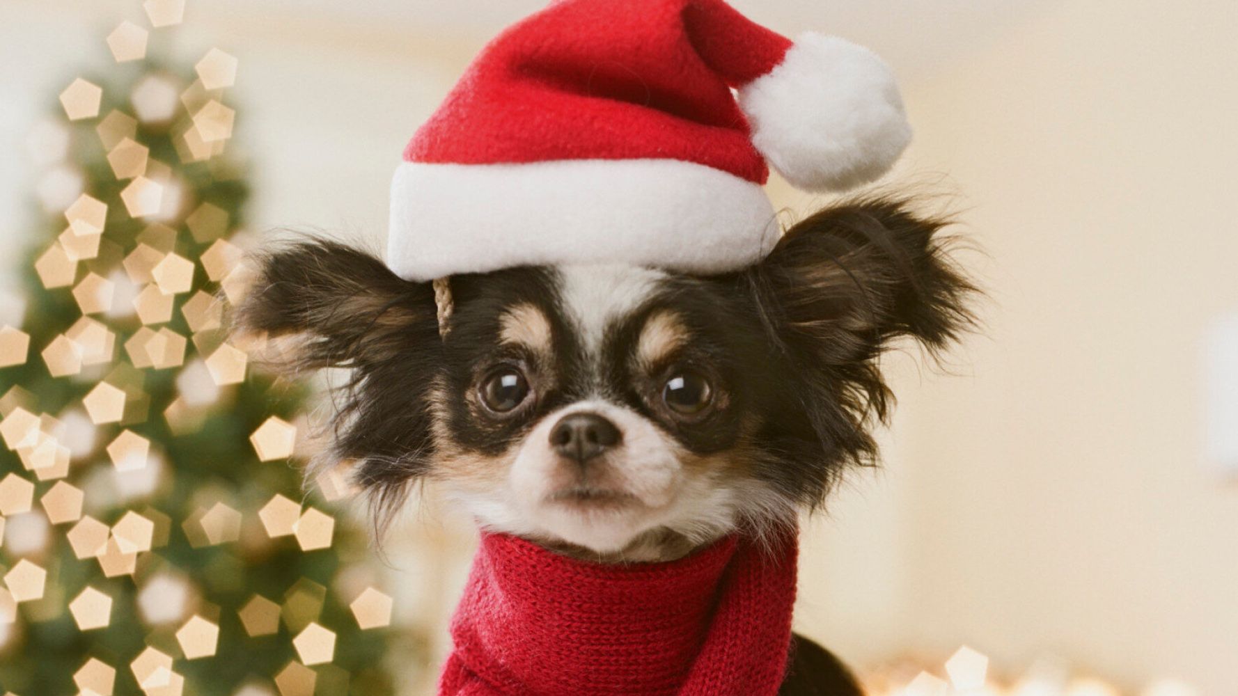 Christmas Gifts For Pets: Tasty Treats And Purrfect Presents For Cats ...