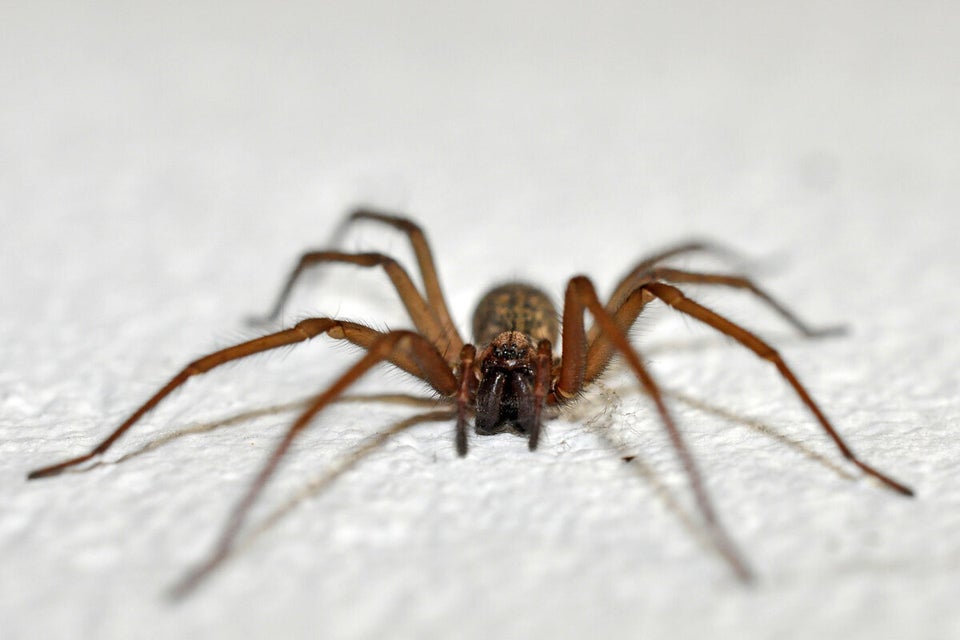 House Spider