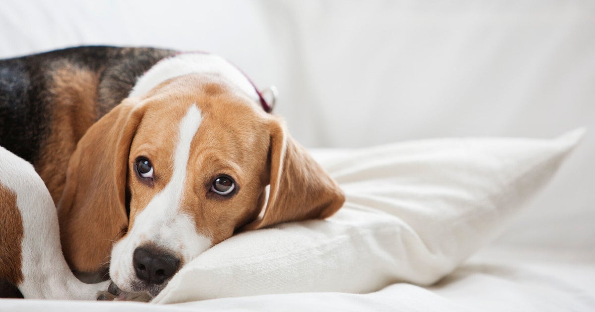 Why Is My Dog Refusing Food? HuffPost UK Life