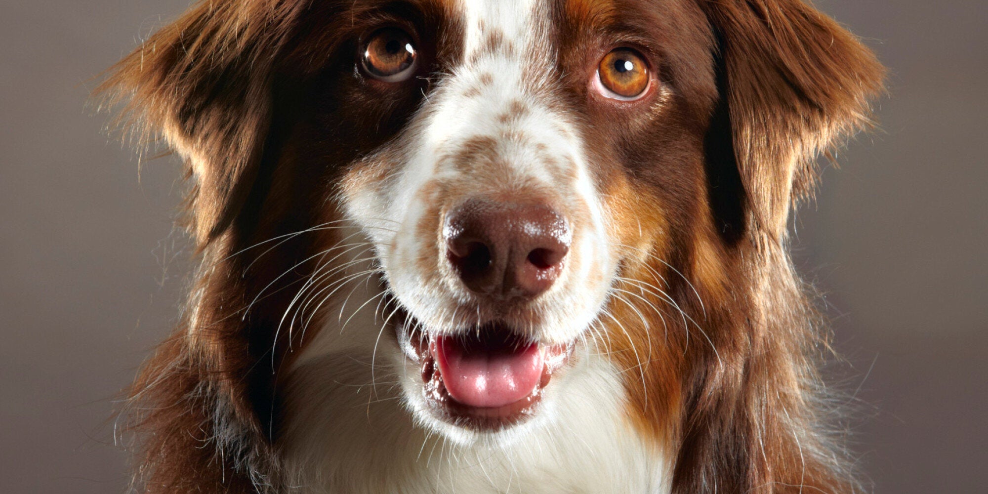 itch stop for dogs