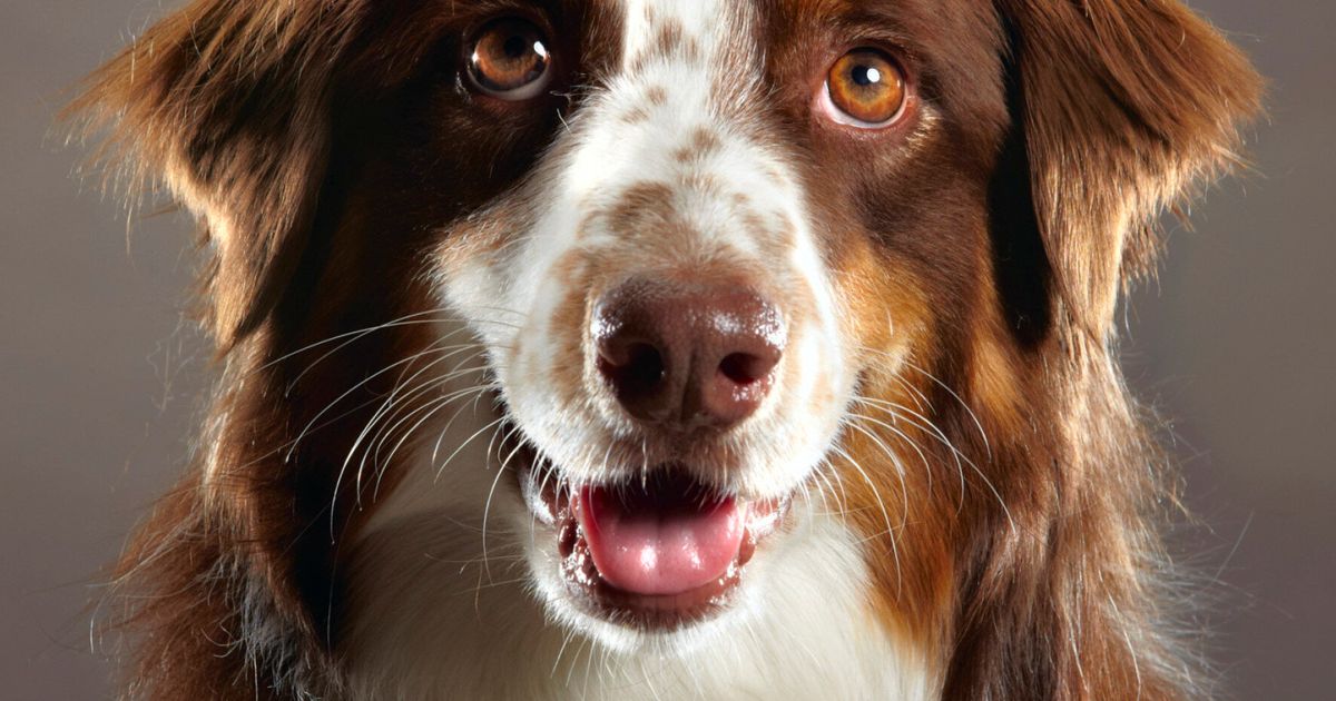 diet-for-dogs-with-kidney-disease-huffpost-uk-life