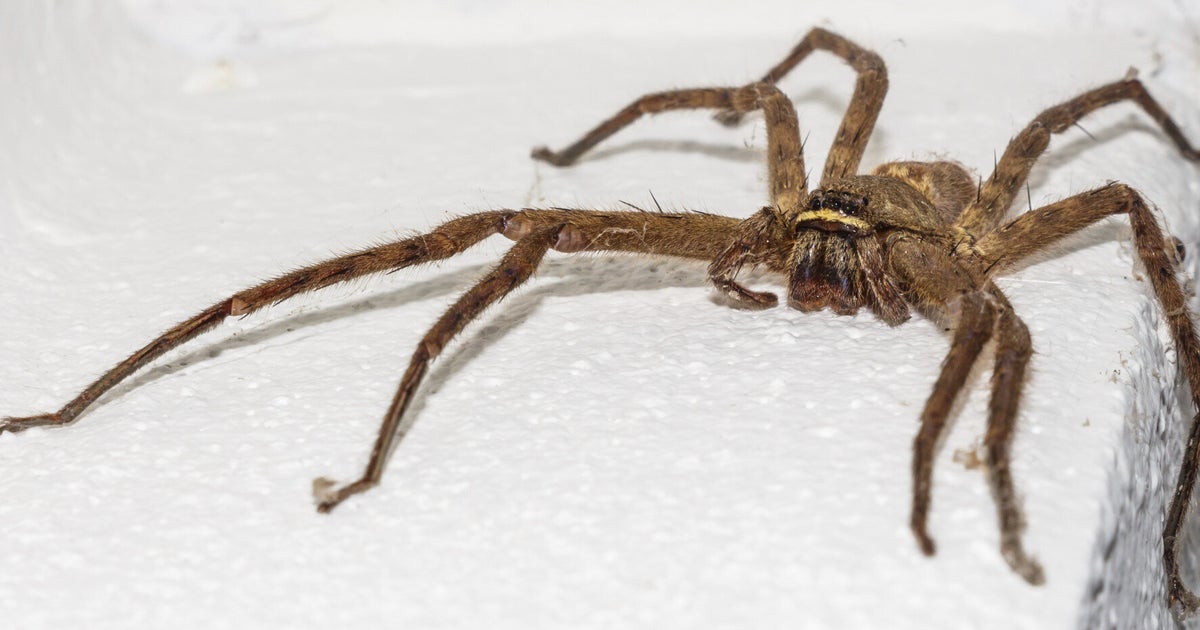 Giant House Spiders Set To Invade British Homes Thanks To