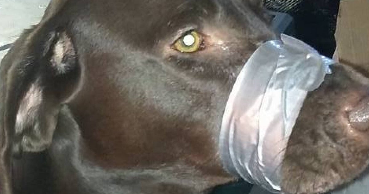 Woman Katie Brown Who DuctTaped Her Dogs Mouth Shut Hunted By