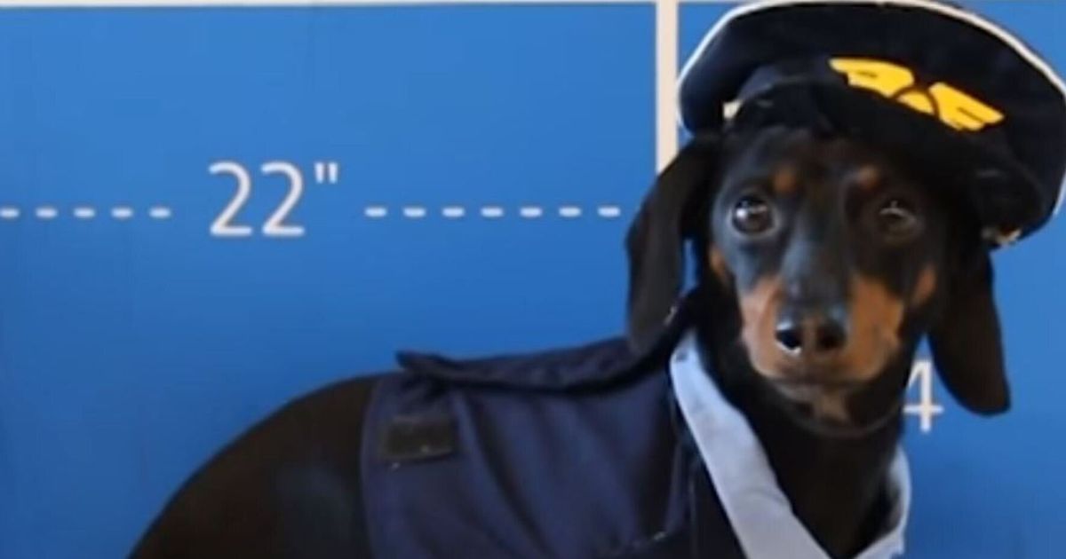 Crusoe The Celebrity Dachshund And Friends Take To The Skies | HuffPost UK