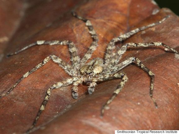 BASE-jumping Spiders Belonging To Selenops Genus, Discovered In South ...