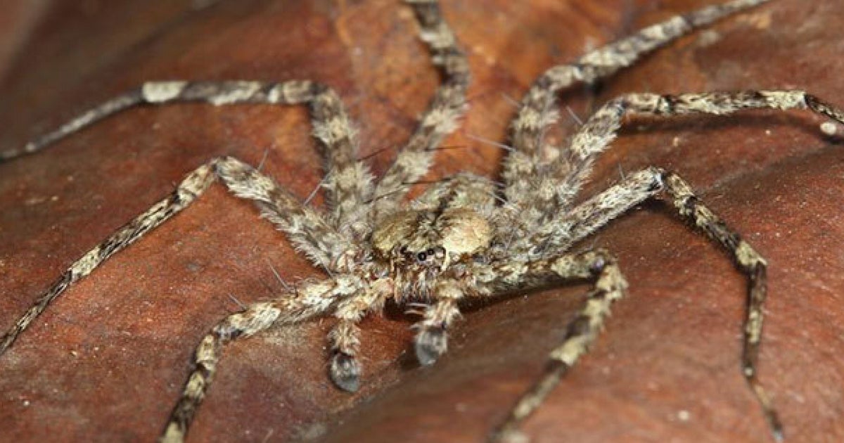 Wolf Spider  Smithsonian Institution