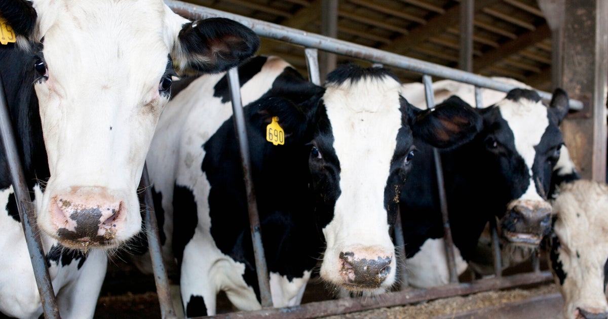 Eating Less Meat Will Save the Planet... So Why Won't People Do It ...