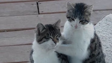 funny cat videos funny cat videos