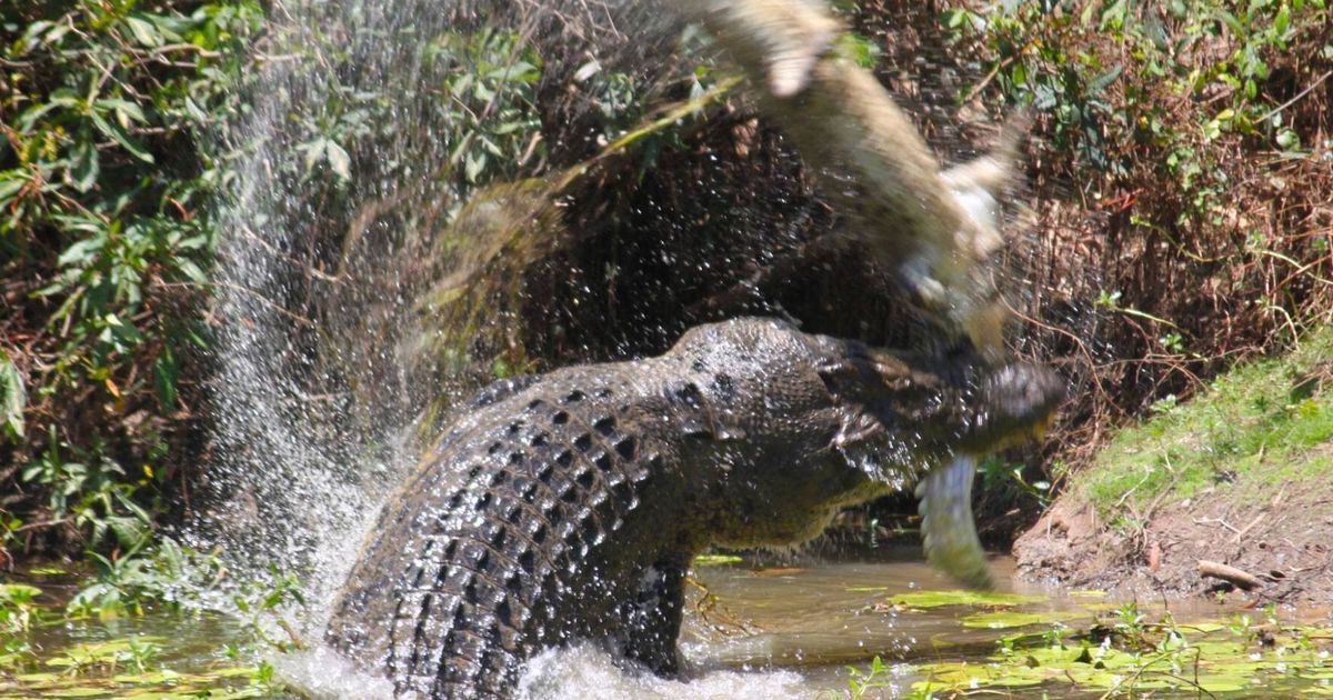 Crocodiles' Dramatic Fight To Each Eat Other Captured In Amazing Photos ...