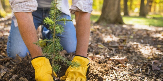 Man planting evergreen tree