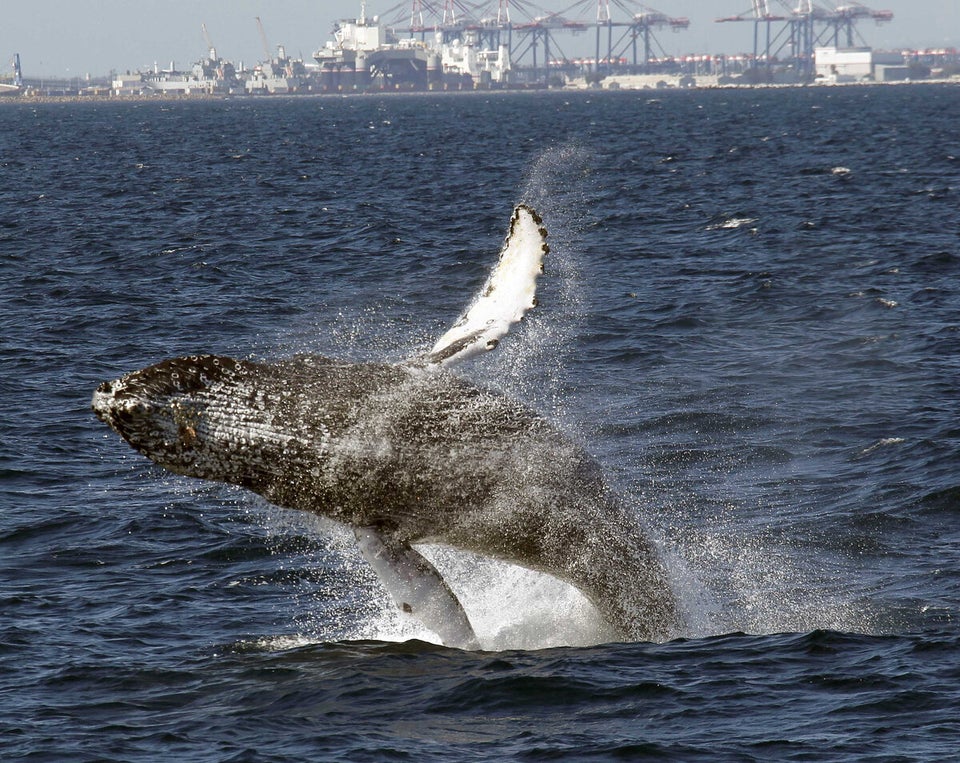 Whale Watch