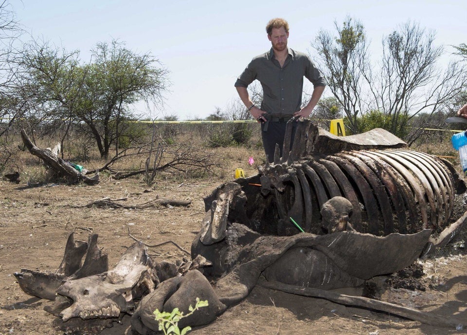 Prince Harry's Pictures With Sedated Elephants And Dead Rhinos