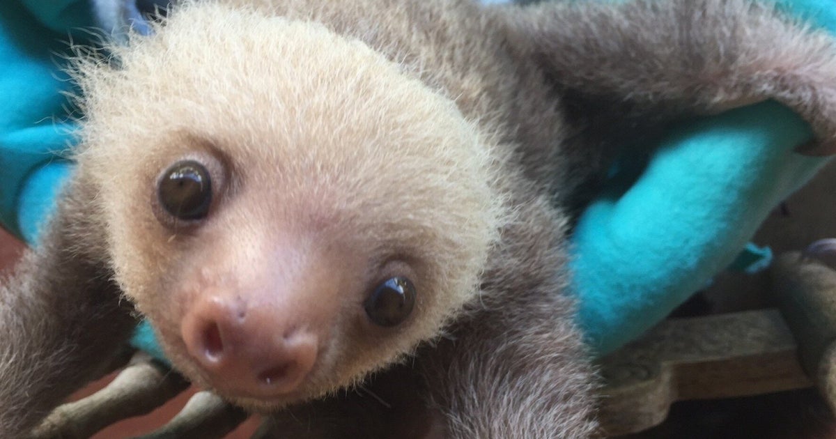 These Orphaned Baby Sloths Learning To Climb Will Be The Cutest Thing