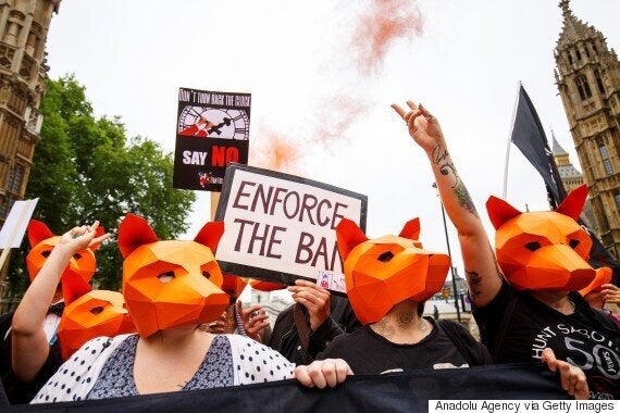 Tory Government 'Committed' To Vote On Repealing Fox Hunting Ban, Says Minister Matt