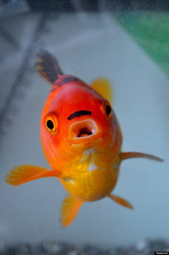 Hitler fish