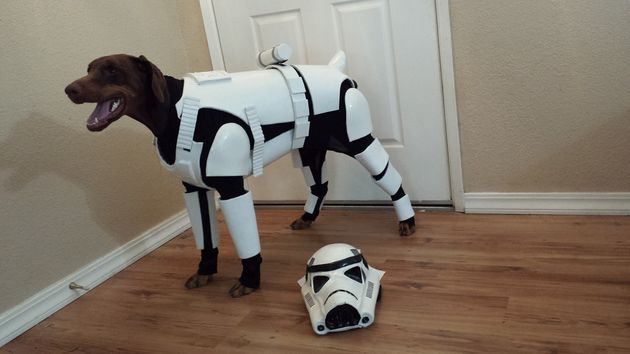 Doberman 'Star Wars' Costume Turns Pincher Into Stoormtrooper | HuffPost UK  Comedy