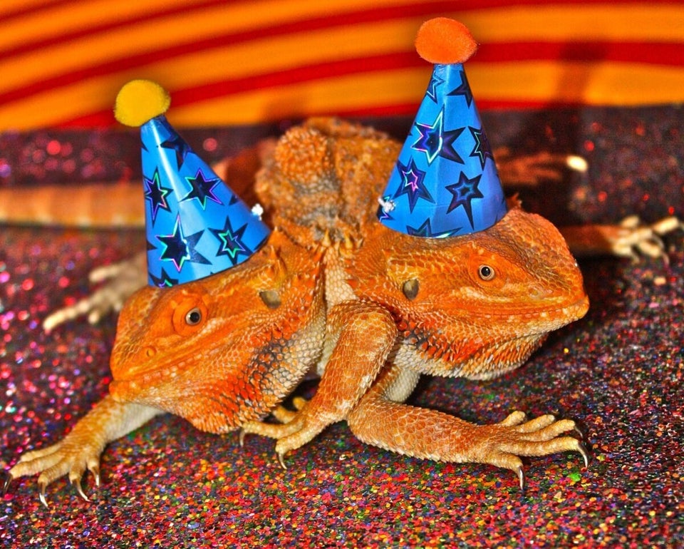 Two-headed Bearded Dragon Celebrates Second Birthday