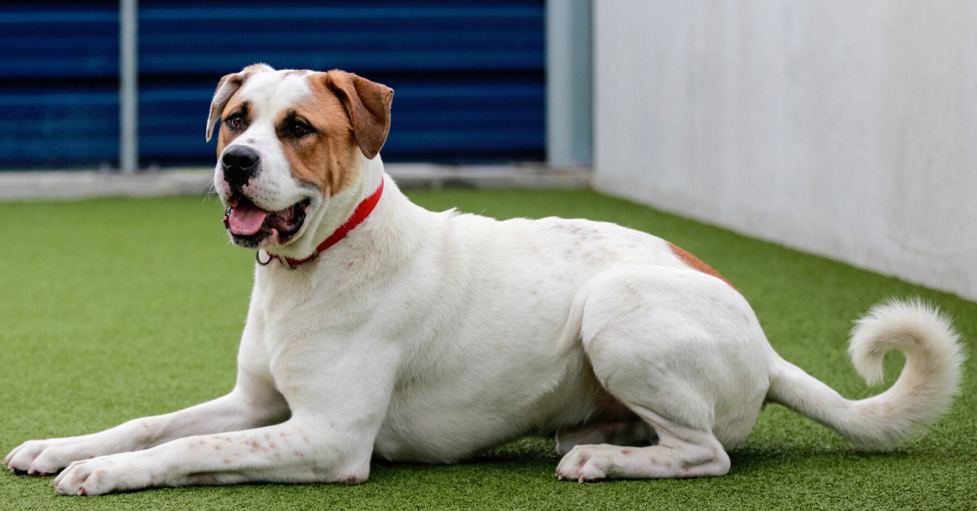 Give A Dog A Home Plea To Rehome Battersea Dogs Home's Longest Serving