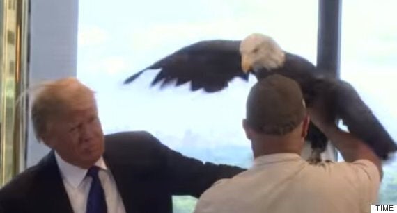 Donald Trump Hit By Eagle At TIME Magazine Photoshoot | HuffPost UK