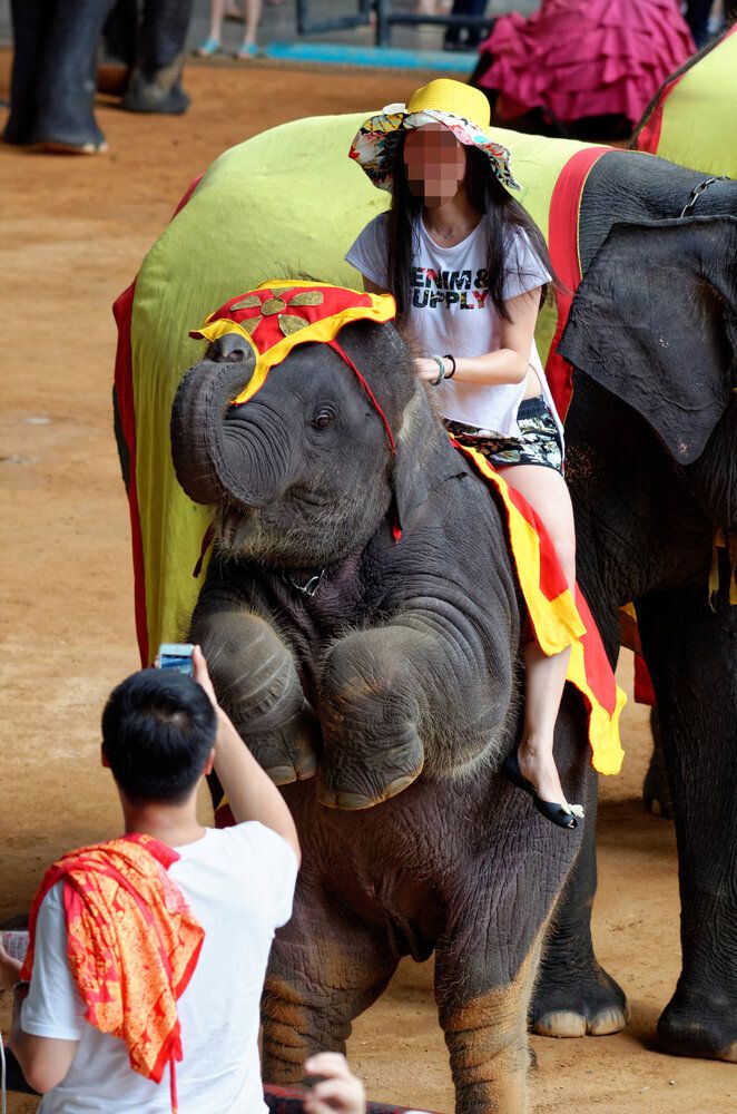 Riding elephants