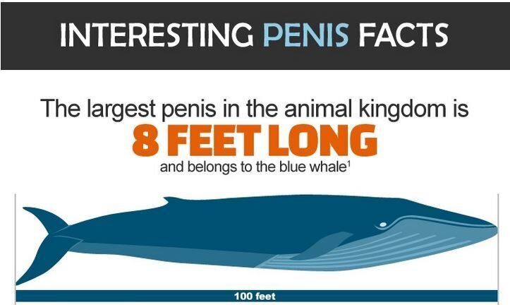 Womens perfect penis size