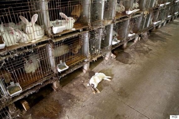 Inside cruel China fur farms where animals born to die for fashion live in  filthy cages - World News - Mirror Online