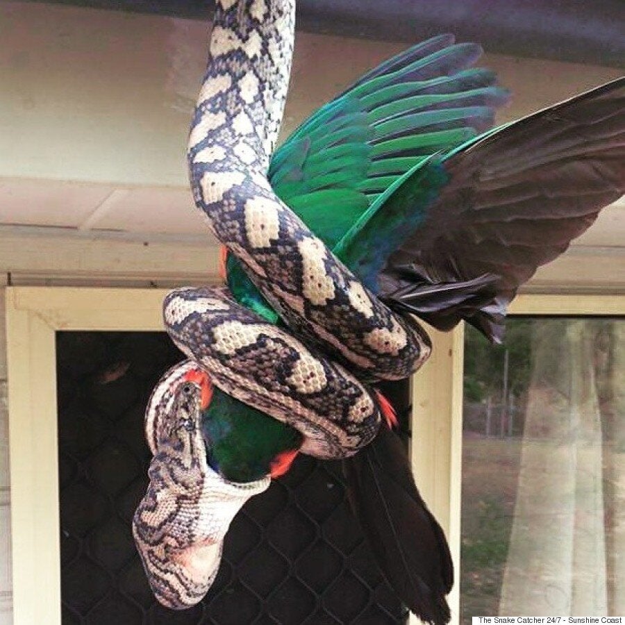 Carpet Python Swallows Parrot Whole In Astonishing Images From Agnes