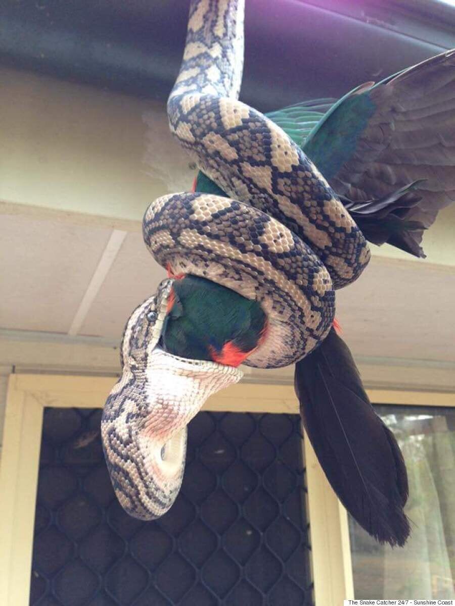Carpet Python Swallows Parrot Whole In Astonishing Images From Agnes
