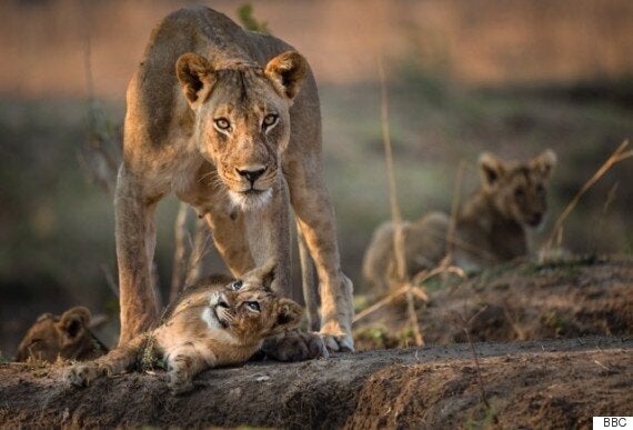 QUIZ: Test Your Knowledge Of Natural History, To Celebrate The