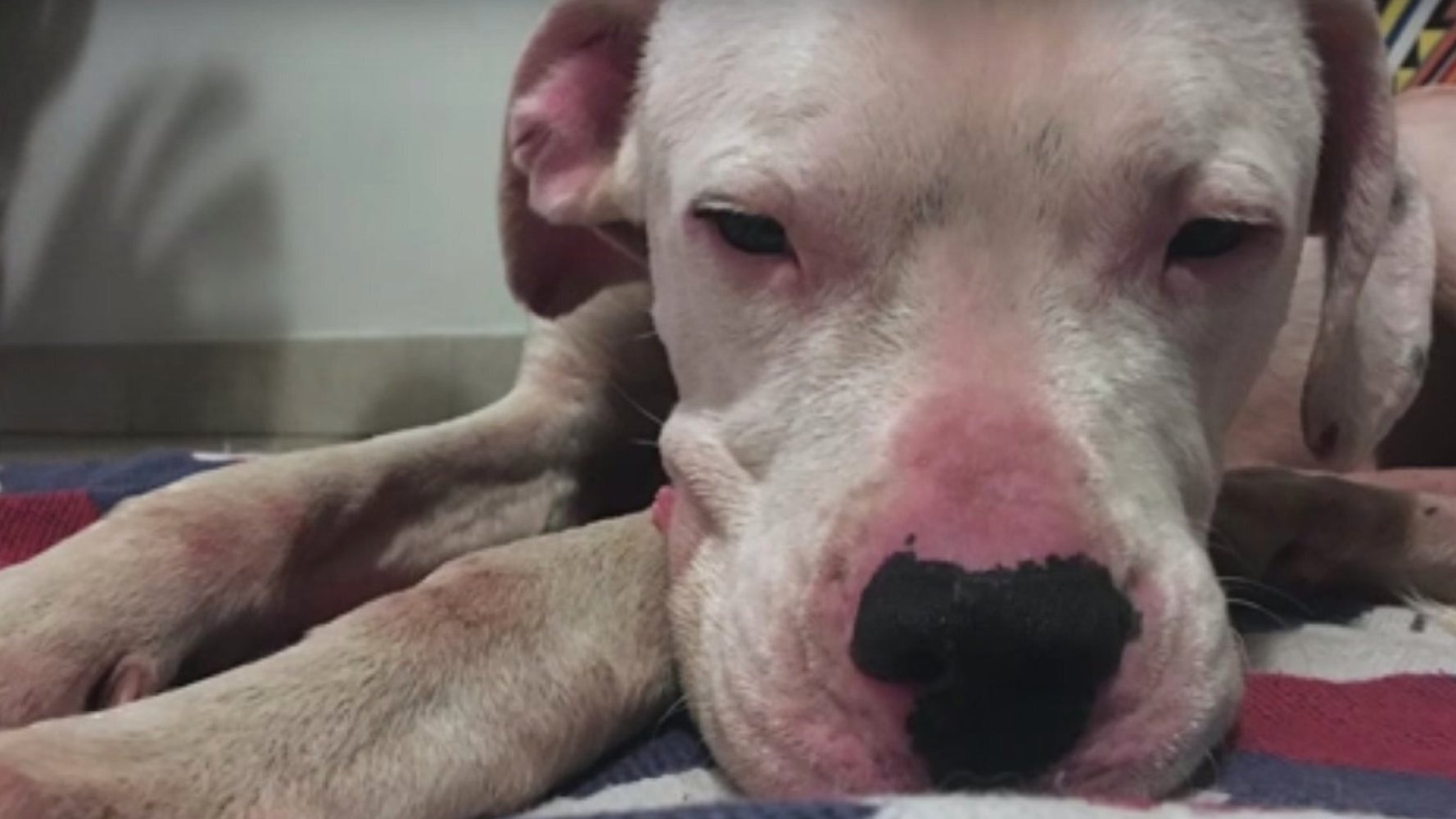 Starving Dog Discovered In Garden Makes Incredible Recovery Just Weeks