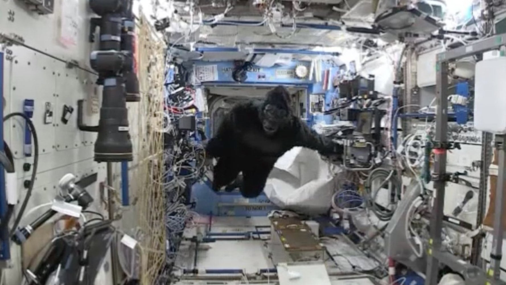 Astronaut Scott Kelly Plays Gorilla Suit Prank On Tim Peake In