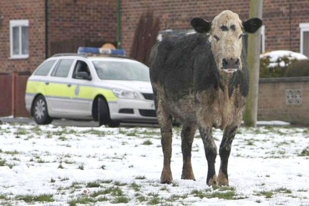 Grantham's Runaway Belgian Blue