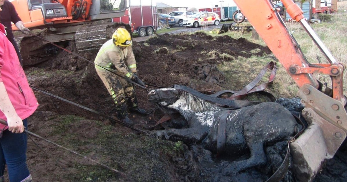 Horse 'Flash Dance' Has Life-Saving Rescue After Getting Stuck In Mud ...
