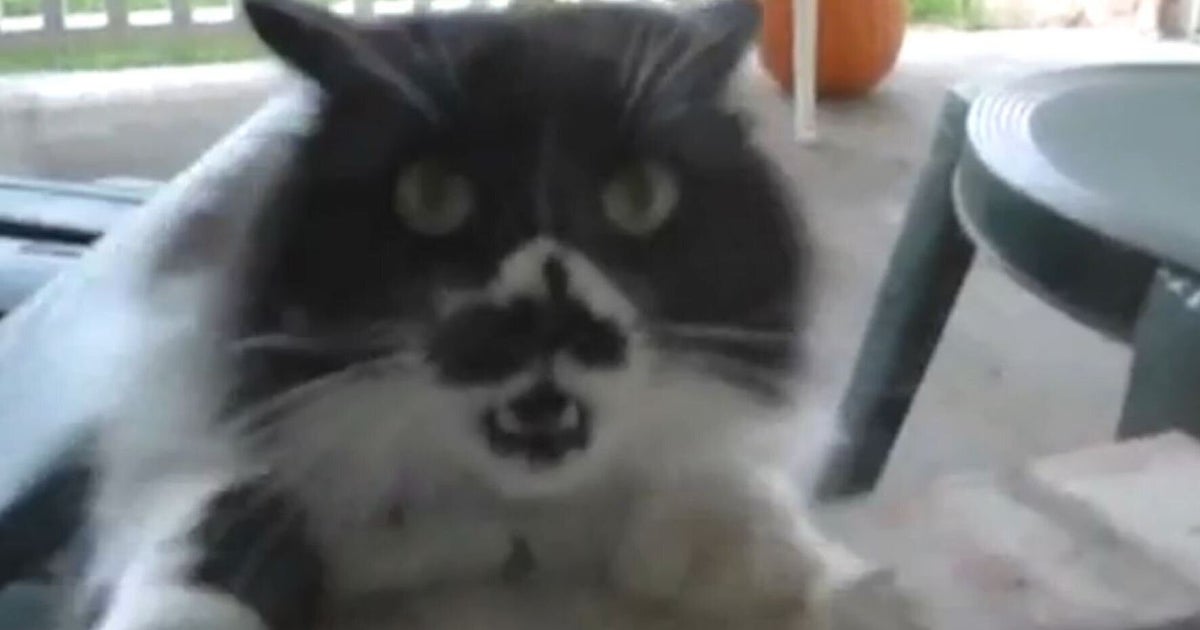 Cats Being Jerks Video Compilation HuffPost UK Comedy