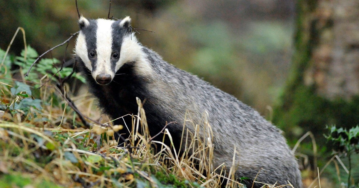 Hedgehogs Need Help But That's No Excuse to Kill Badgers HuffPost