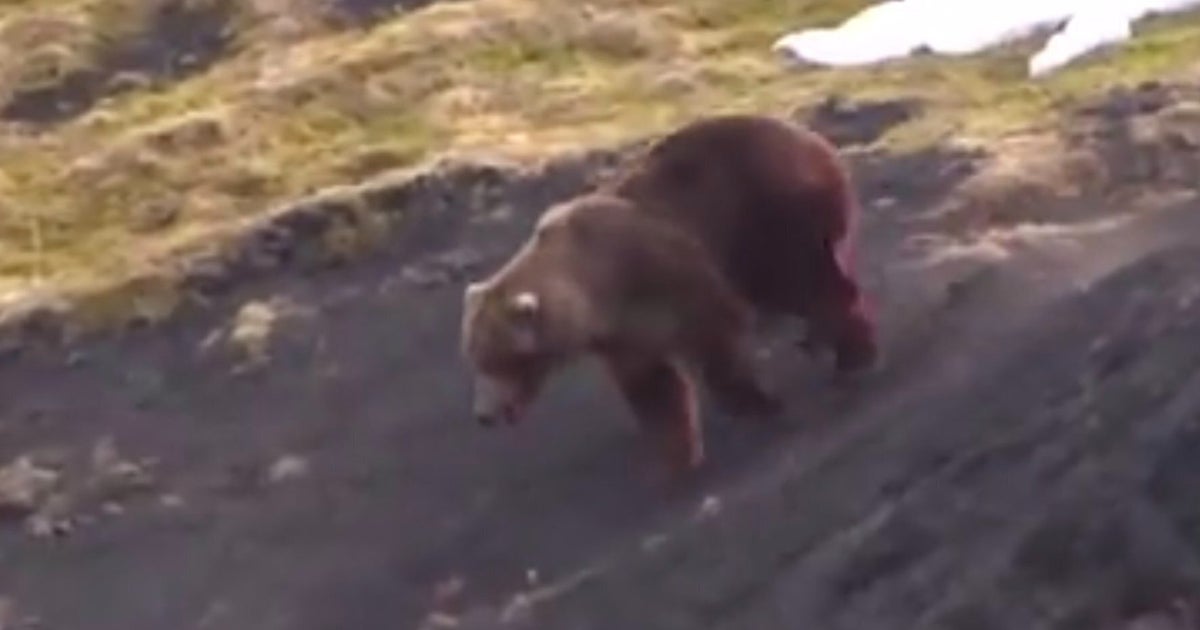 Wildlife Defense League Release Disturbing Footage Of Grizzly Bear