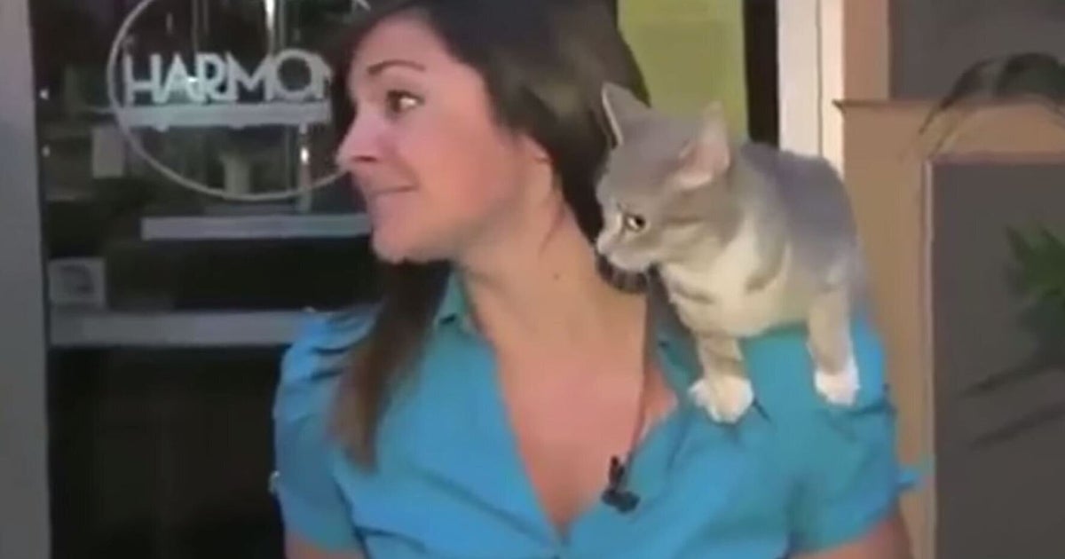 Cat News Bloopers Compilation HuffPost UK Comedy