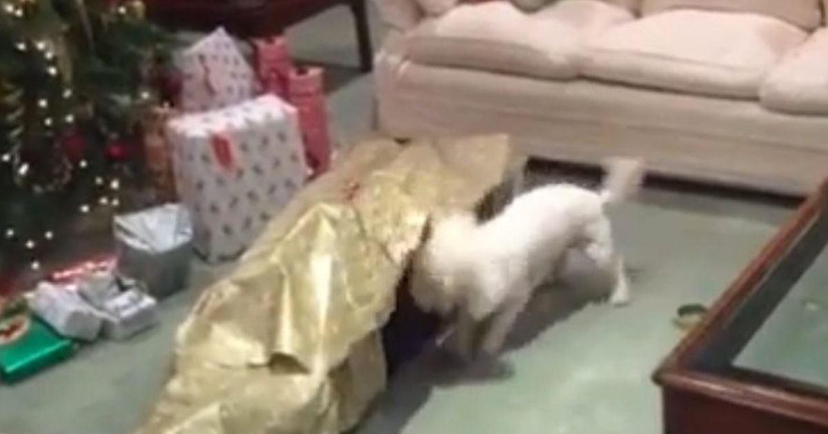 This Dog Literally Couldn't Be Happier With His Owner's Ingenious Christmas Present