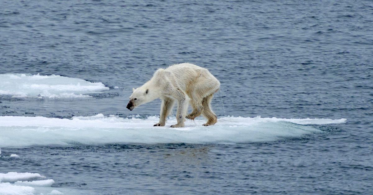 View Polar Bear Climate Change Images Polar Bear Pictures