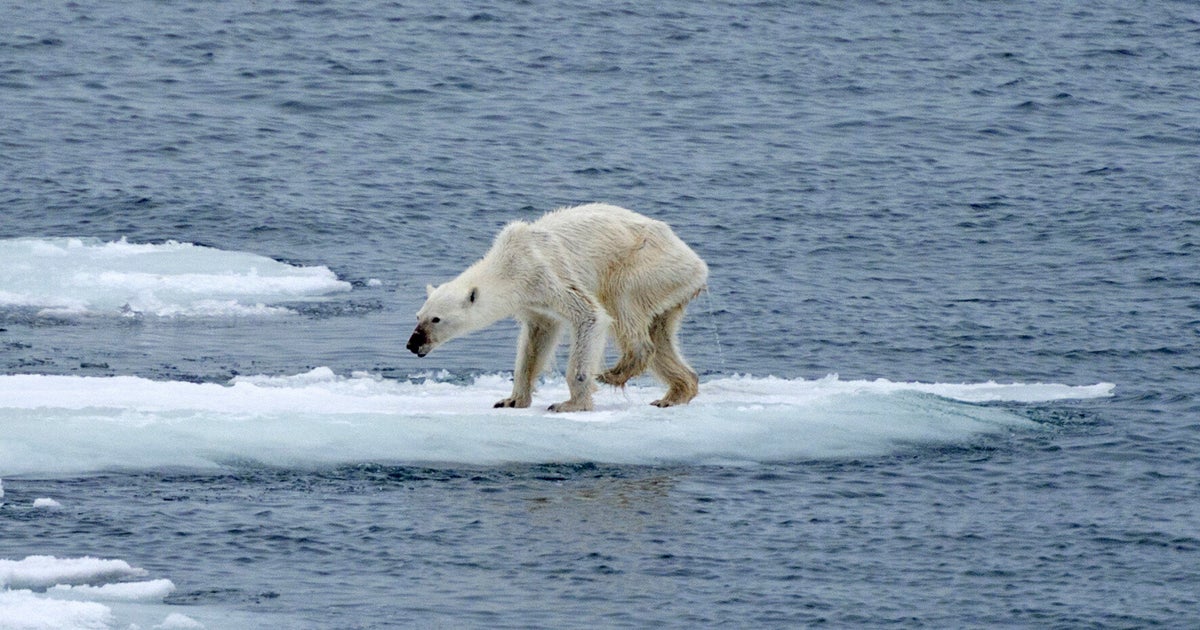 Photographer Links Heartbreaking Image Of Polar Bear To Climate Change