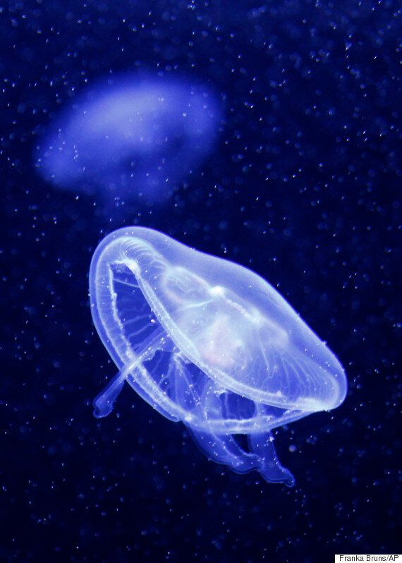 'Immortal' Moon Jellyfish Could Help Us Cure Cancer | HuffPost UK