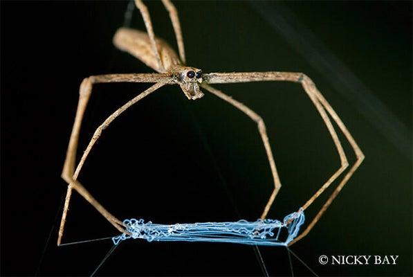 Raining spiders in Goulburn: Australia's freak event explained