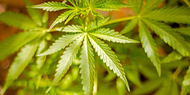 JOHANNESBURG, GAUTENG, SOUTH AFRICA - Marijuana Plant focus on leaves