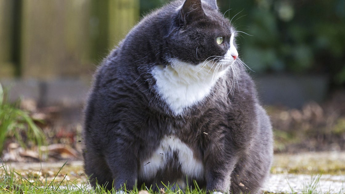 Dat Fat Cat fat cat tuesday