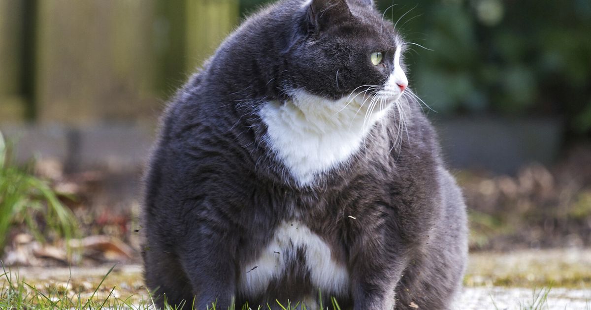 Fat Cat Tuesday Ftse 100 Bosses Have Already Earned More Money Than Youll Make This Year