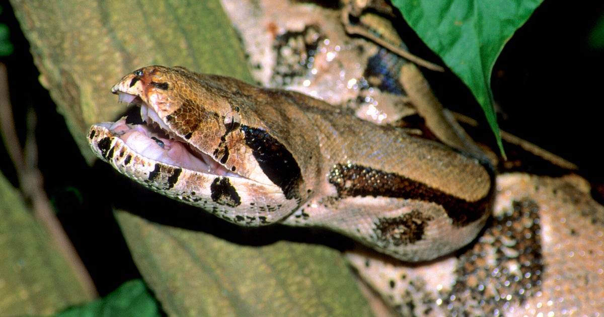 Escaped Snake On The Loose In Cumbria | HuffPost UK News